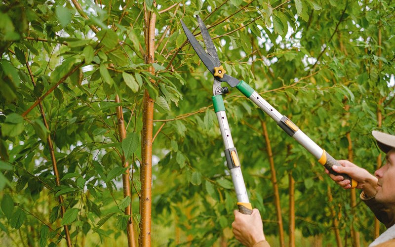Tree trimming in East Wenatchee, WA